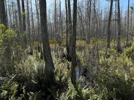 Wetland Mitigation